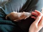 Farbratten - Rattus norvegicus