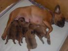 Französische Bulldogge